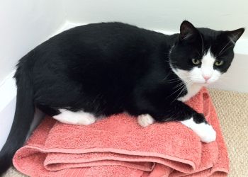 Cat enjoying Towel Day